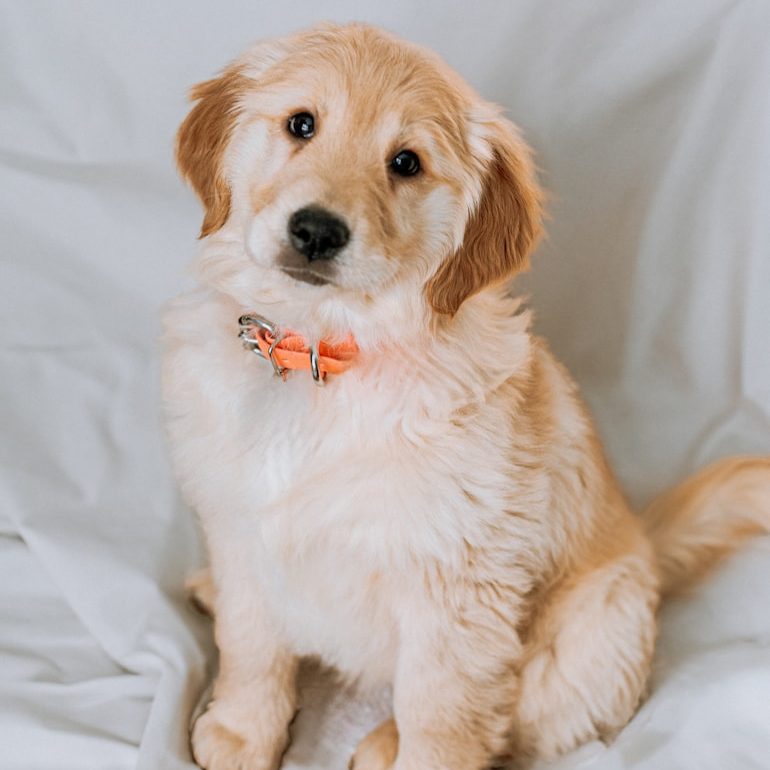 Frau steht im Hintergrund, zwei Hunde sitzen im Vordergrund auf grünem Gras.