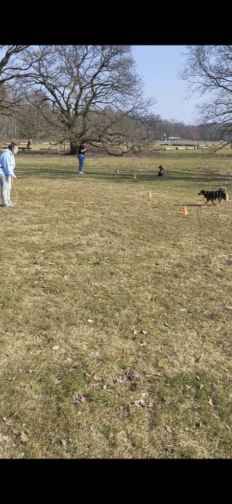 Person spielt mit einem Hund auf einer Wiese an einem sonnigen Tag.