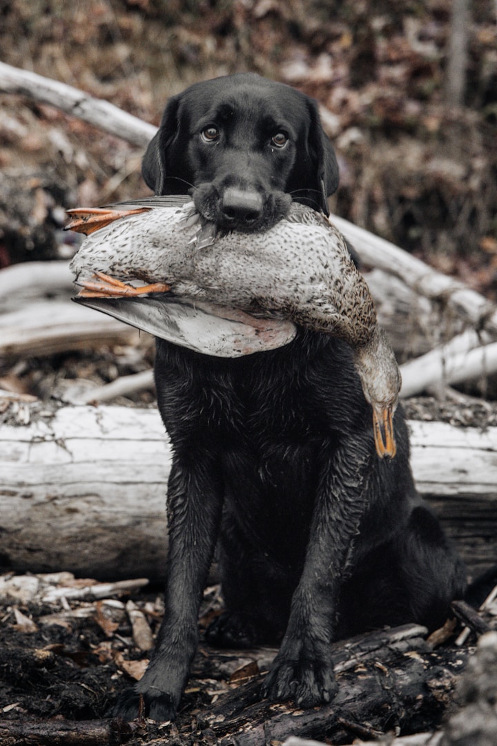Schwarzer Hund hält eine Ente im Maul, sitzt auf dem Waldboden zwischen Ästen.