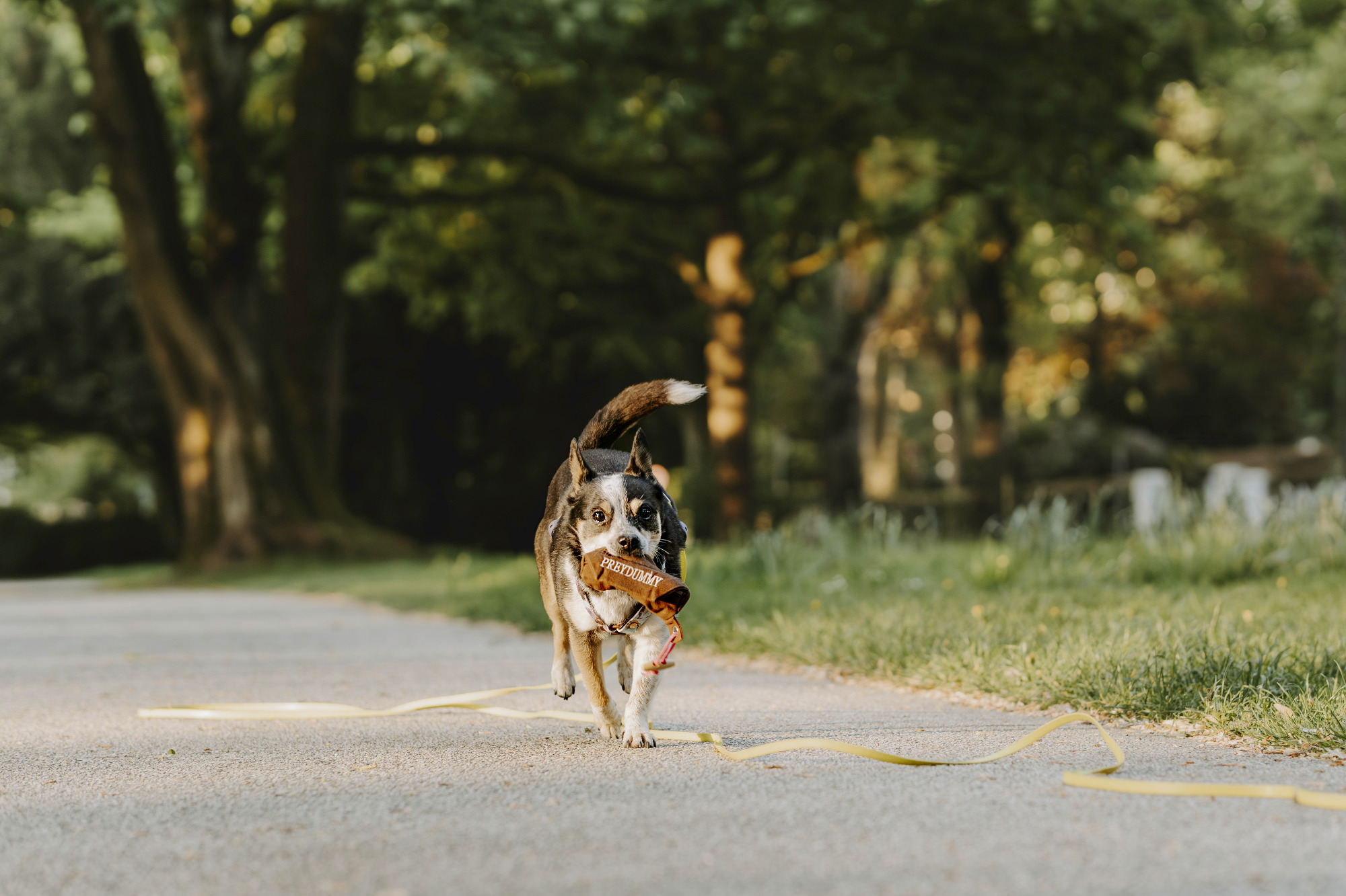 Ein Hund läuft auf einem Weg durch eine grüne Umgebung.