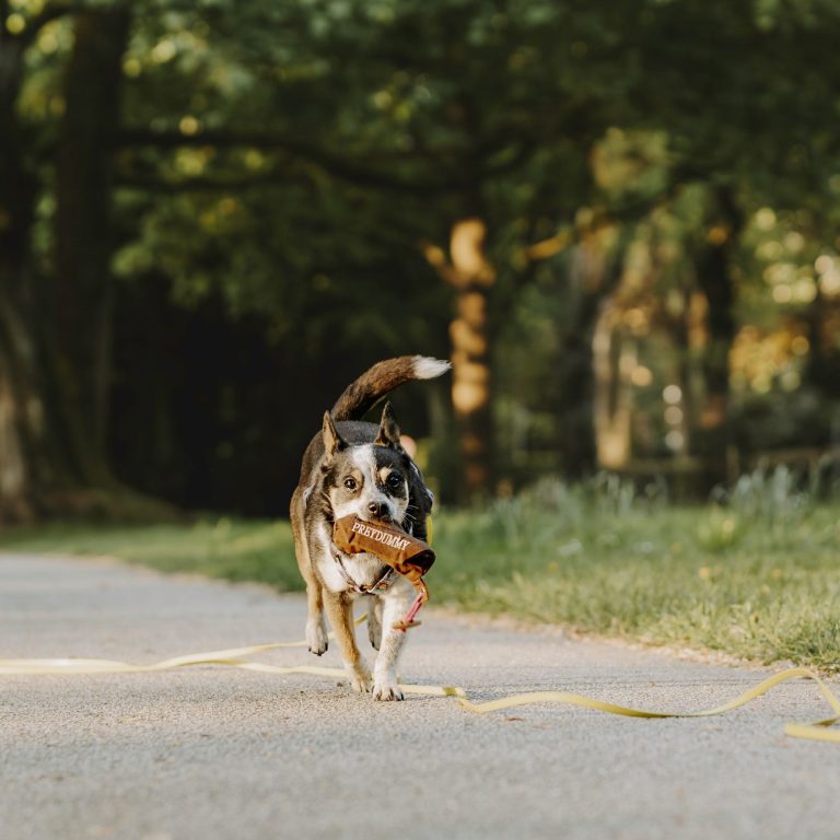 Eine Frau steht auf einer Wiese, zwei Hunde laufen auf sie zu.