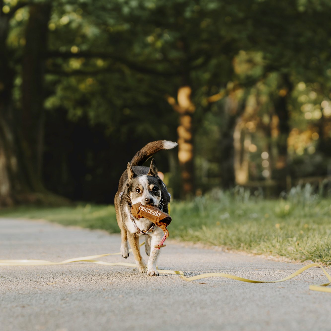 Zwei sitzende Hunde Frau steht im Hintergrund, zwei Hunde sitzen im Vordergrund auf grünem Gras.