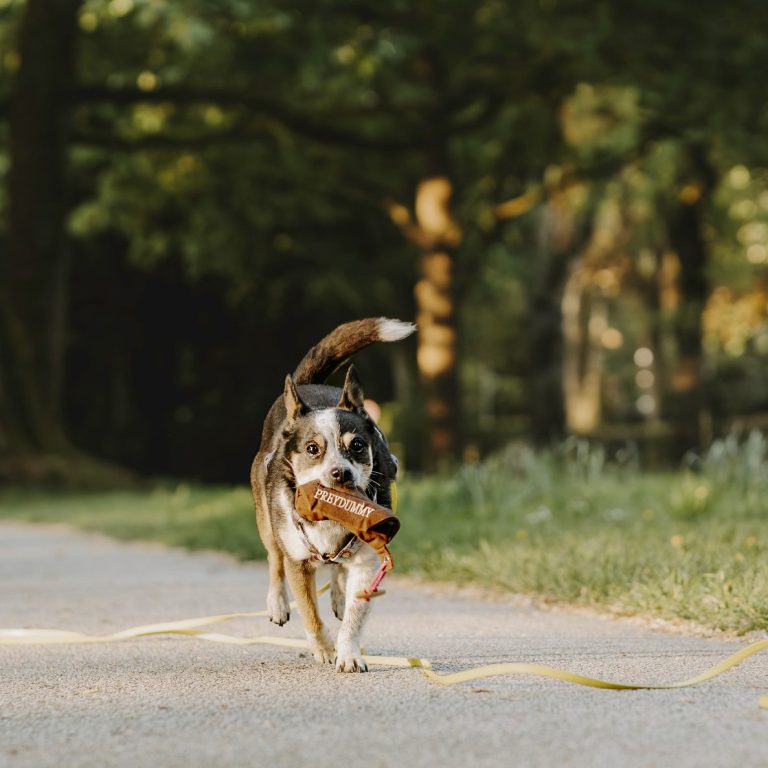 Ein Hund läuft fröhlich mit einem Futterdummy auf einem Gehweg im Freien.