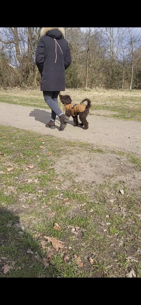 Eine Person geht mit einem Hund auf einem Weg in einer grünen Umgebung.