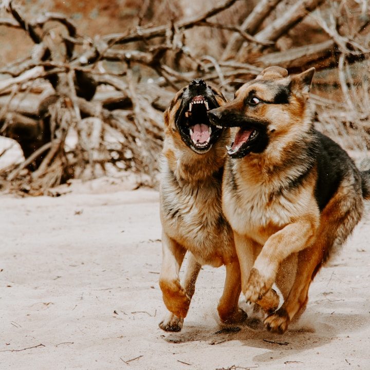 Zwei spielende Schäferhunde auf sandigem Boden.