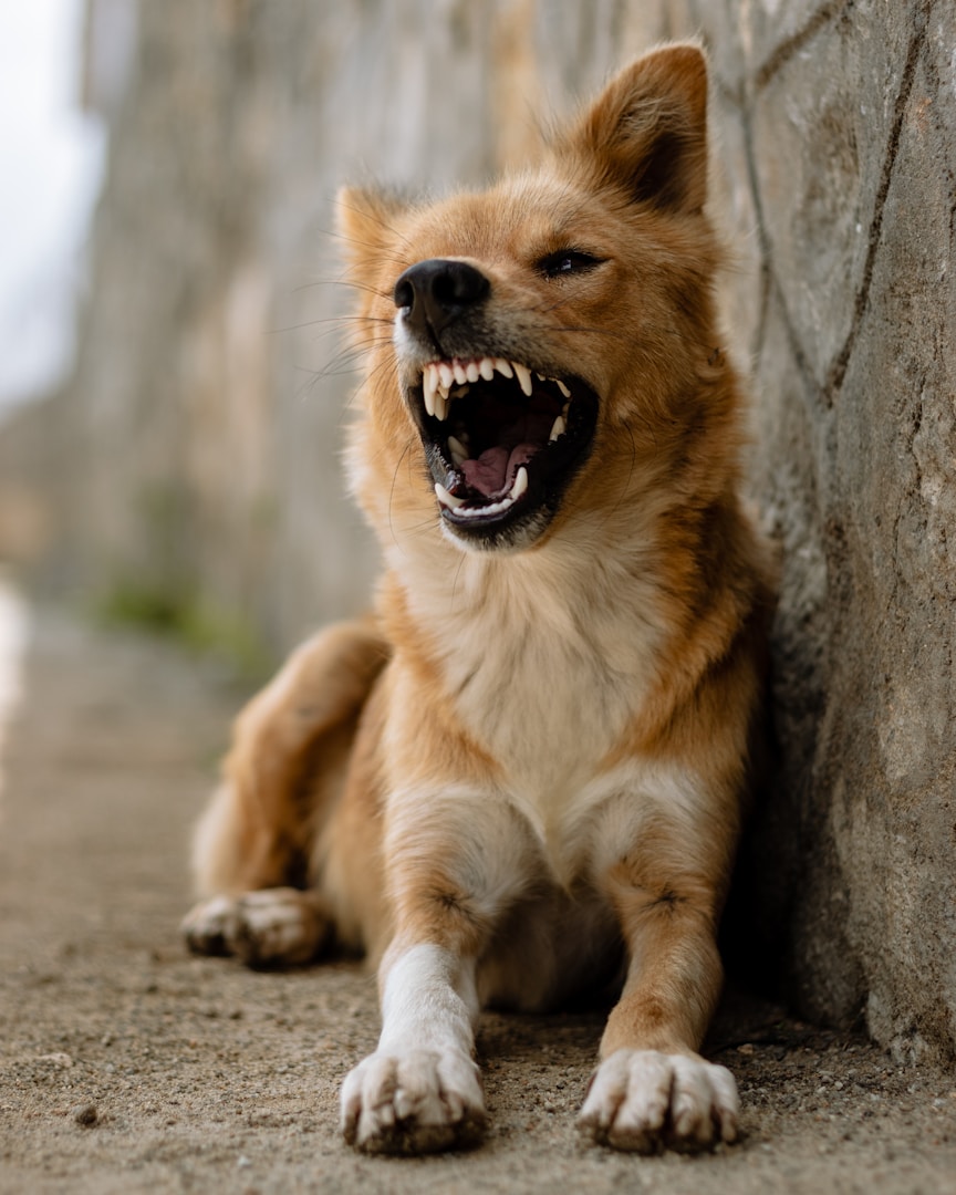 Ein bellender Hund mit gefletschten Zähnen sitzt an einer Steinmauer.