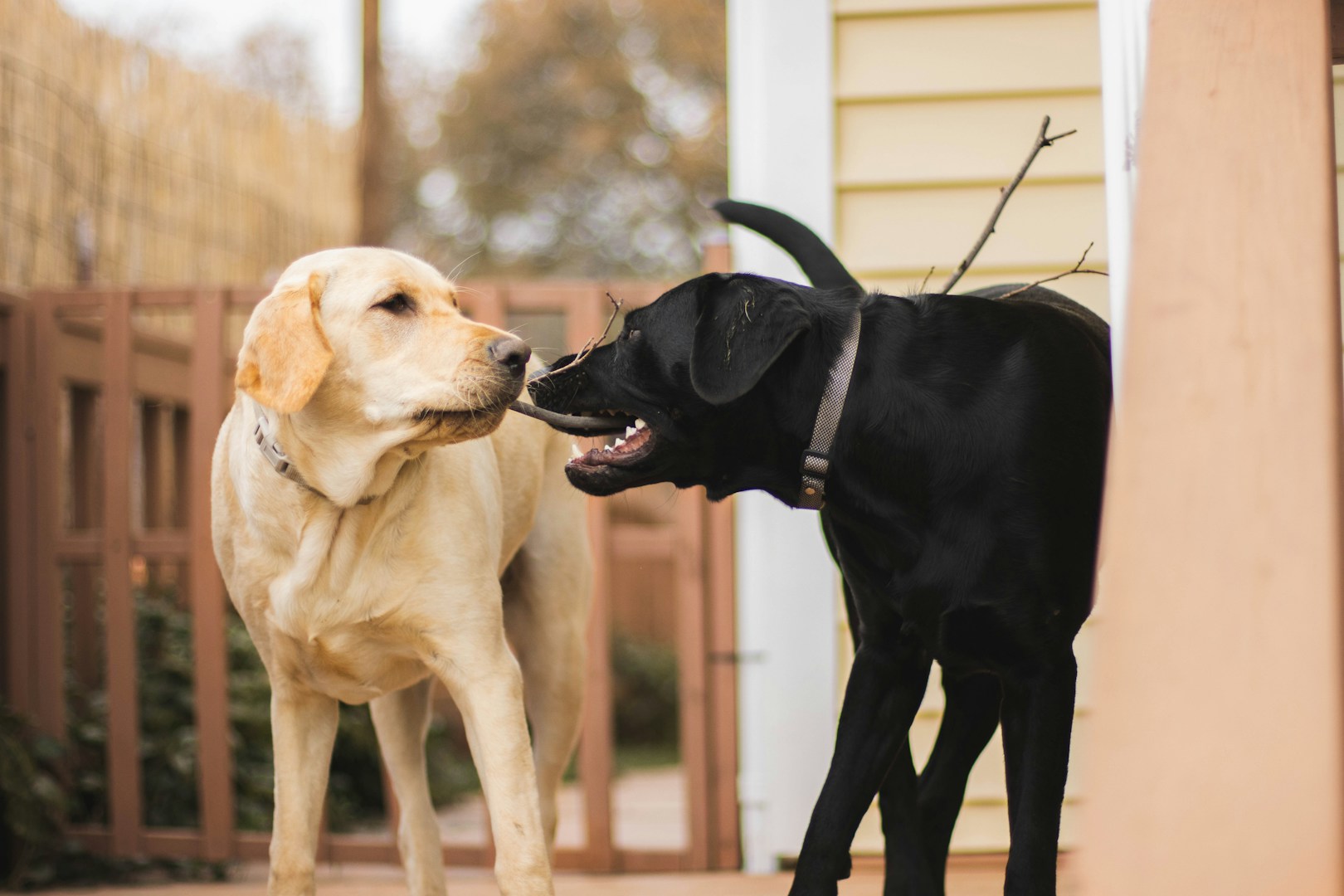 Ein gelber und ein schwarzer Hund stehen sich gegenüber, scheinbar im Gespräch.