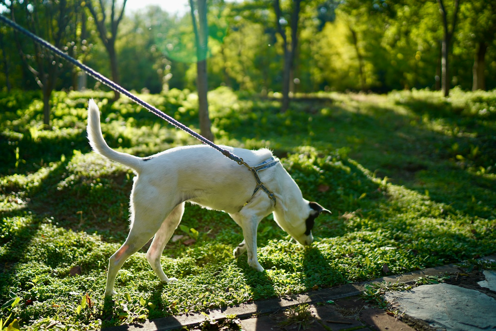 Hundeweiß zieht an leash in einem sonnigen Park mit grünem Gras.