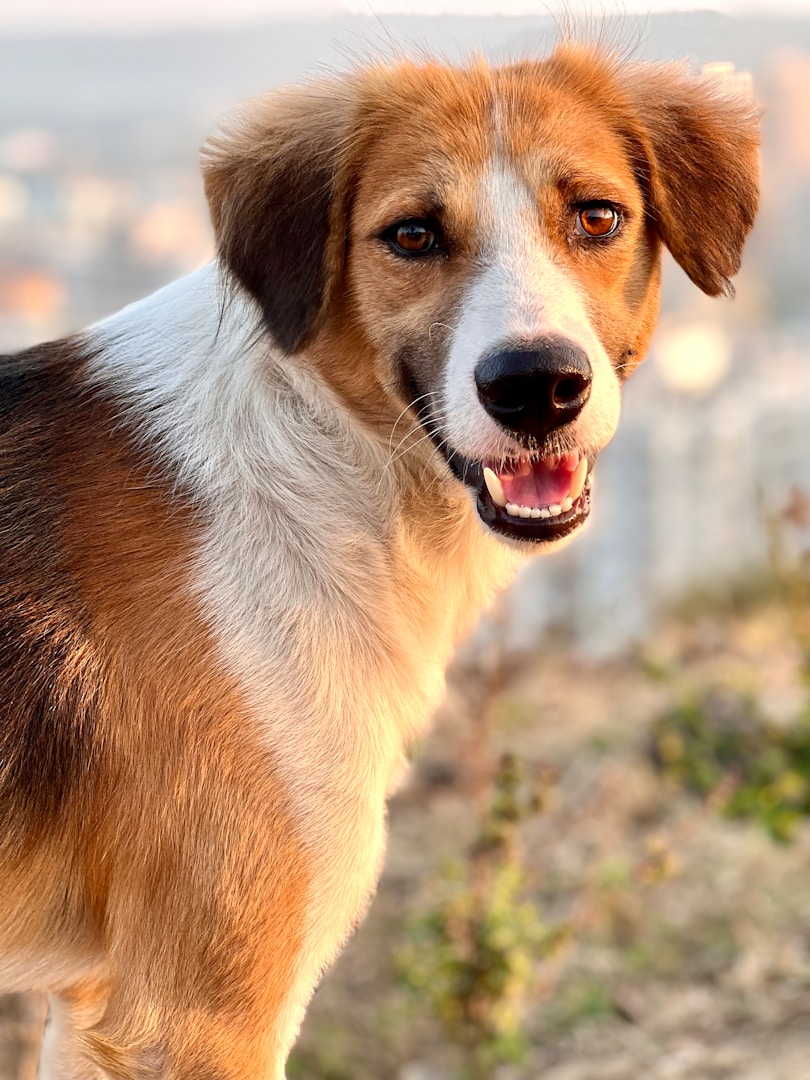 Brauner Hund mit weißen Flecken, freundlich schauend, im Freien.