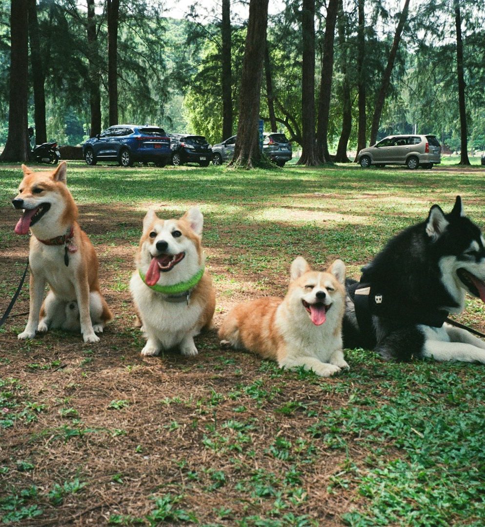 Hundeschule Gruppenstunde Vier Hunde, darunter Corgis und ein Husky, sitzen entspannt im Park.