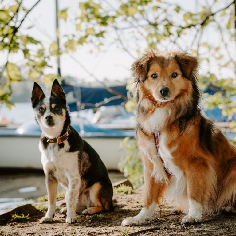 Zwei Hunde sitzen nebeneinander am Ufer eines Sees, umgeben von Bäumen und Booten im Hintergrund.