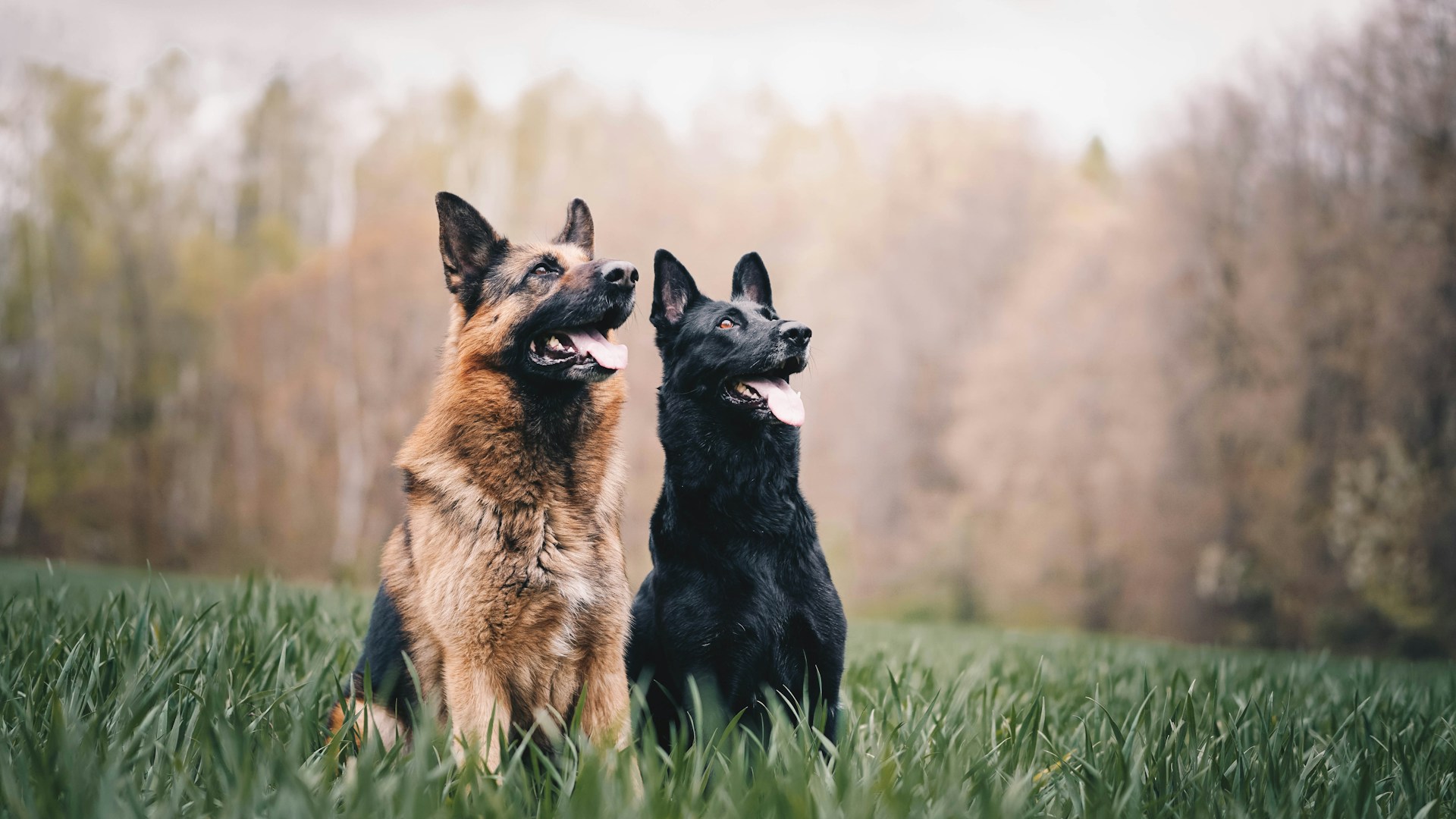 Zwei Hunde, ein grau-brauner und ein schwarzer, sitzen in einem Feld vor einem Wald.