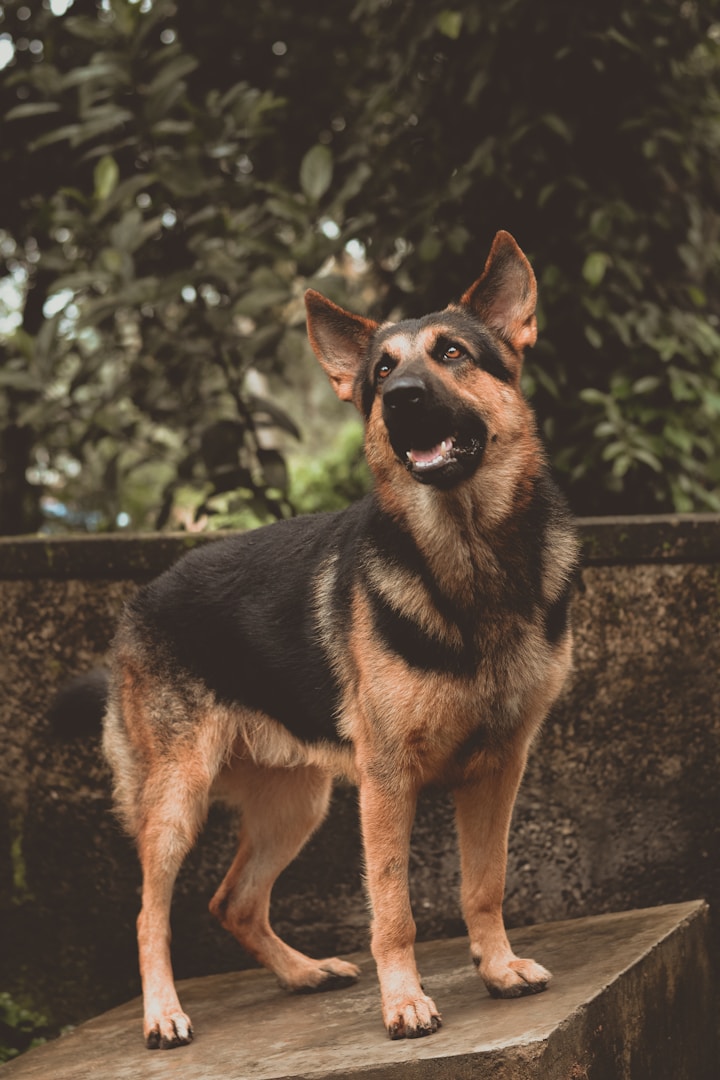 Schäferhund steht auf einer erhöhten Fläche und blickt nach oben.