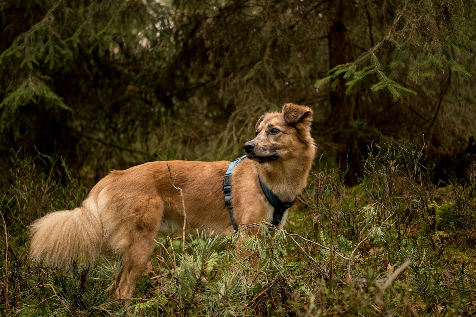 Ein brauner Hund steht im dichten, grünen Unterholz im Wald.