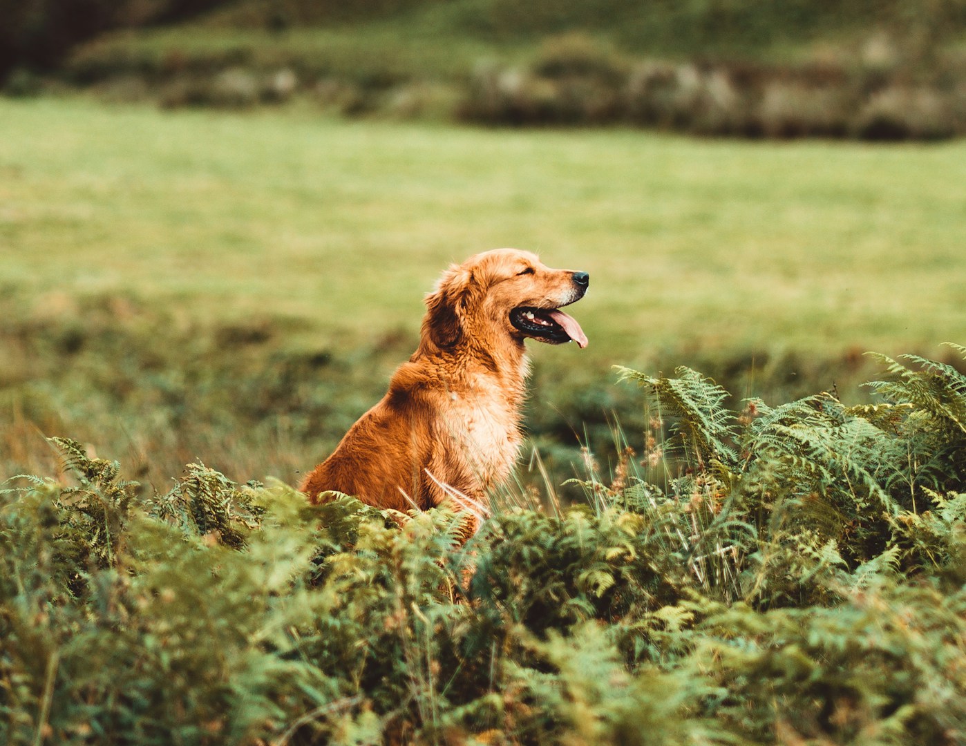 Ein golden retriever sitzt glücklich im hohen Gras auf einer Wiese.