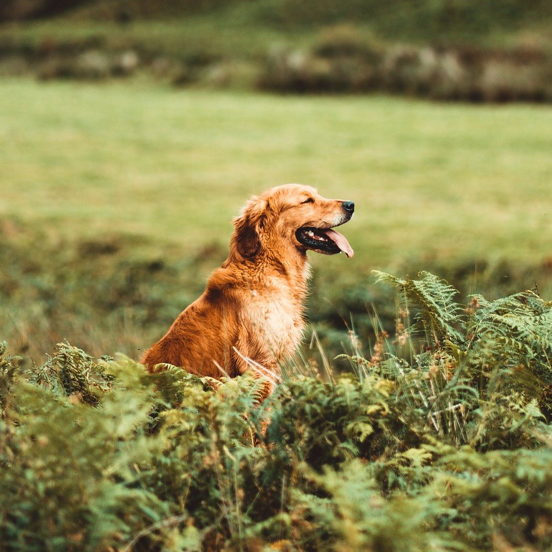 Frau steht im Hintergrund, zwei Hunde sitzen im Vordergrund auf grünem Gras.