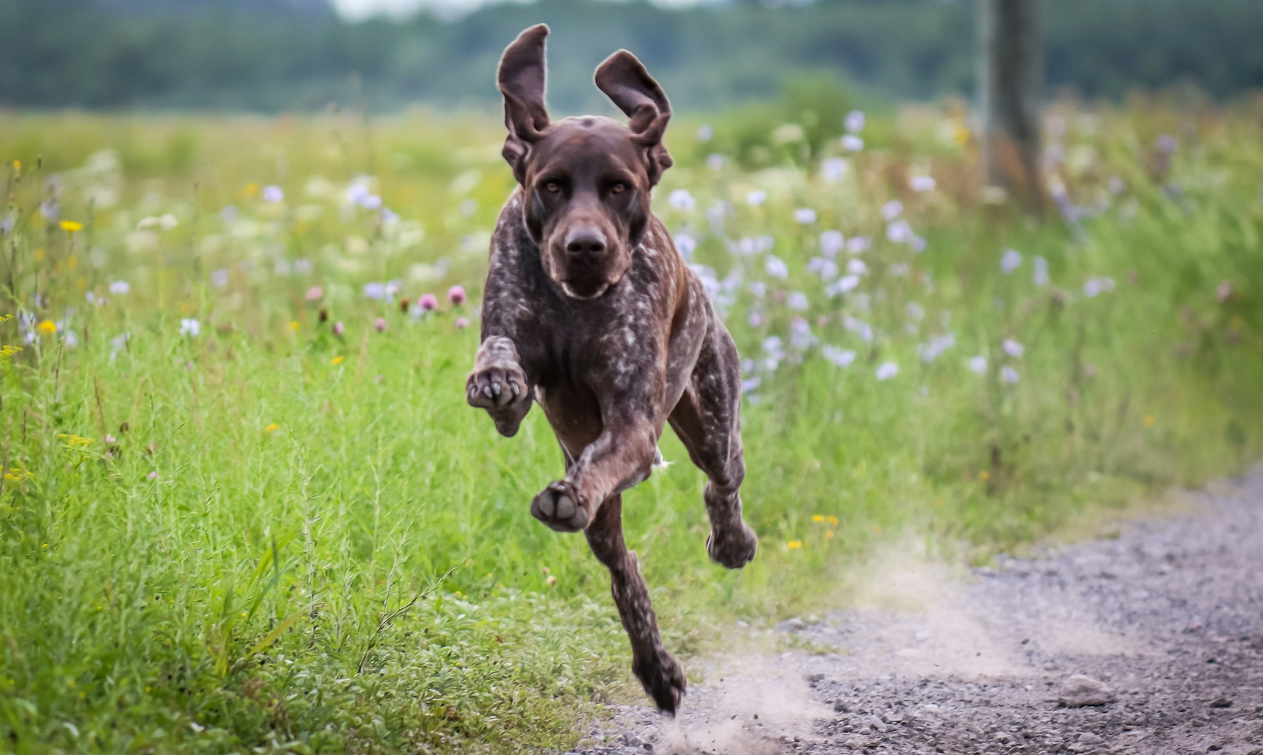 Brauner Hund läuft fröhlich über einen blühenden Feldweg.