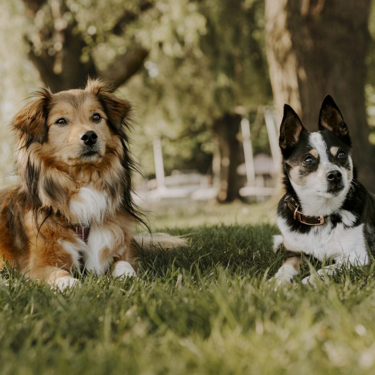 Zwei Hunde liegen entspannt im Gras nebeneinander, umgeben von Bäumen.