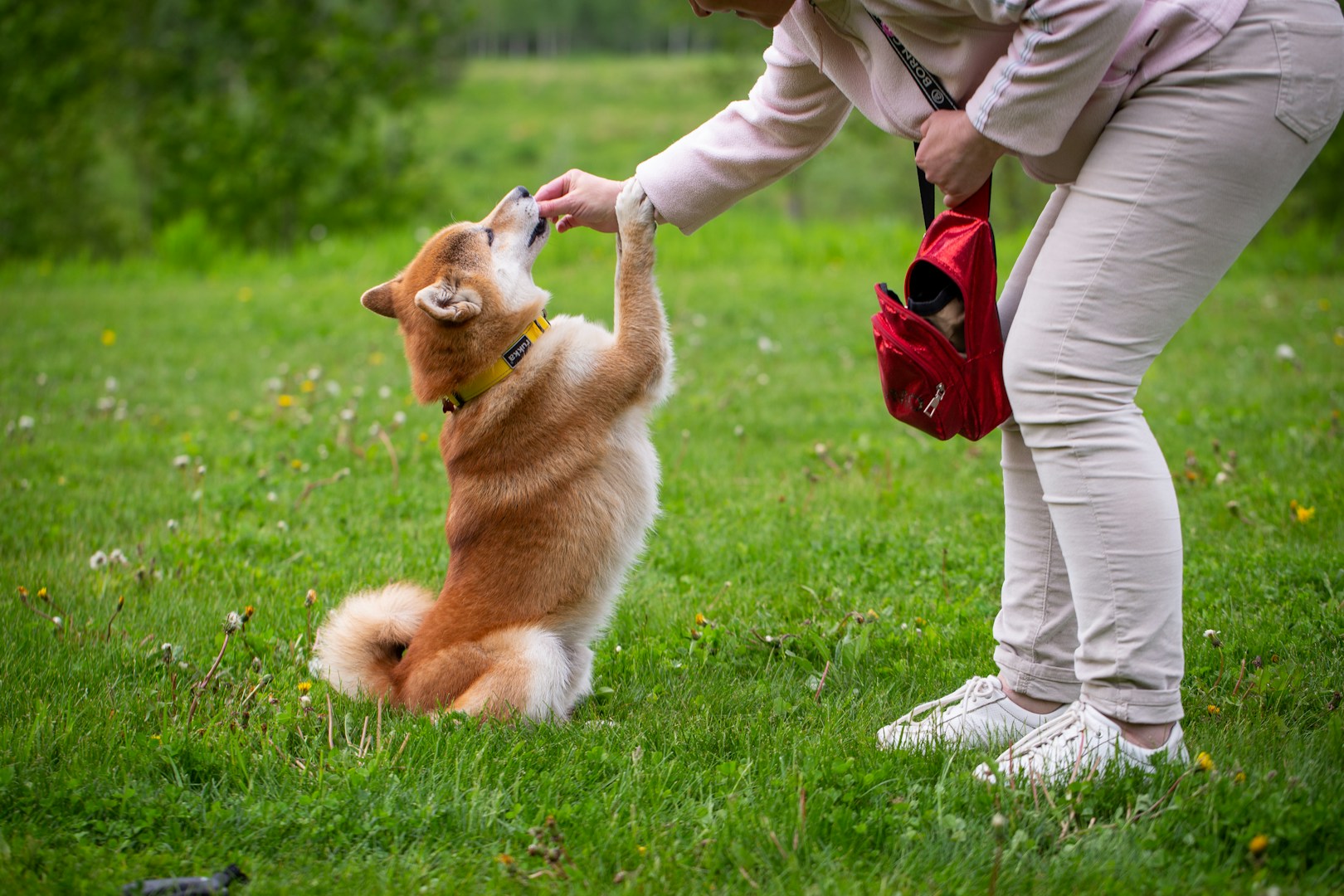 Ein Mensch füttert einen sitzenden Shiba Inu auf einer grünen Wiese.