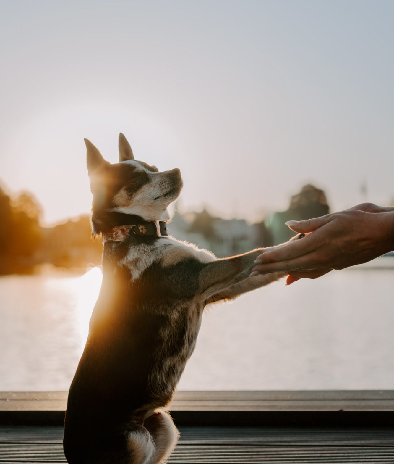 Hund hebt seine Vorderpfote zu einer Hand bei Sonnenaufgang am Wasser.