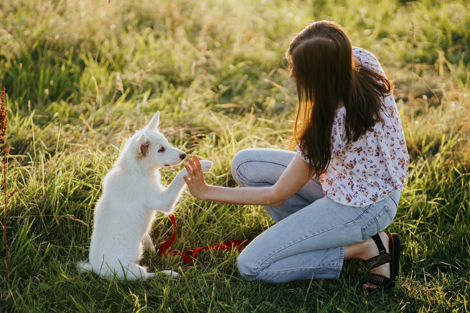 Frau im Blumenhemd füttert einen weißen Hund auf einer Wiese.