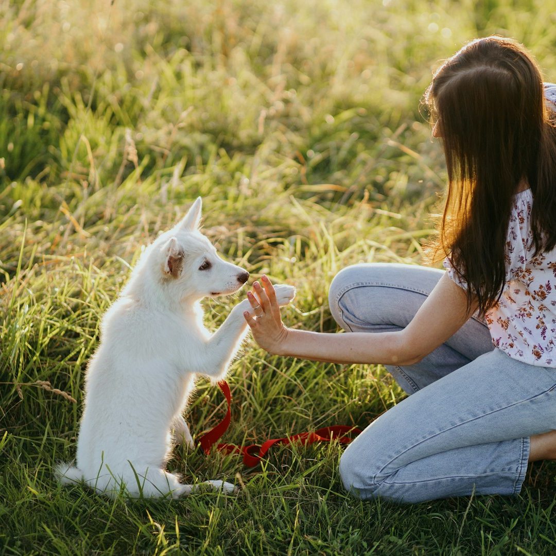 Hundeschule Hamburg Erziehungskurse Eine Frau kniet auf dem Gras und gibt einem weißen Hund mit rotem Halsband die Pfote.
