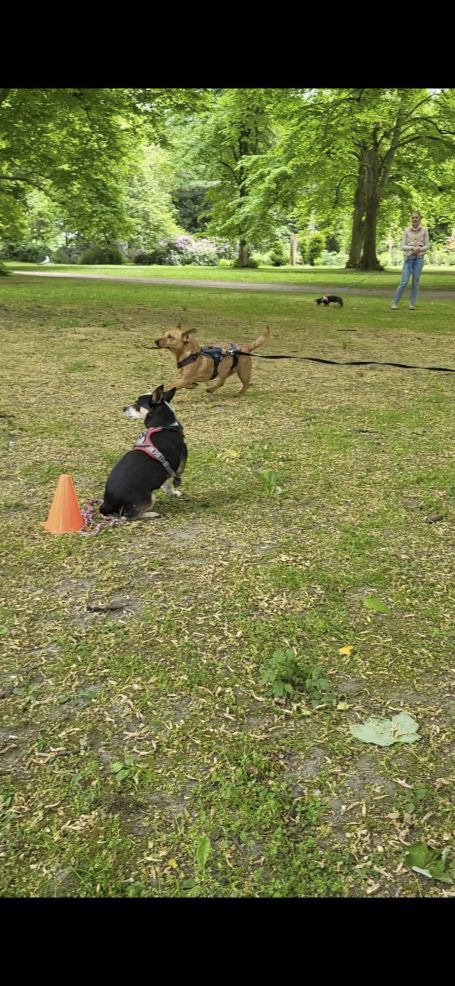 Zwei Hunde spielen im Park, einer läuft um einen orangefarbenen Kegel.