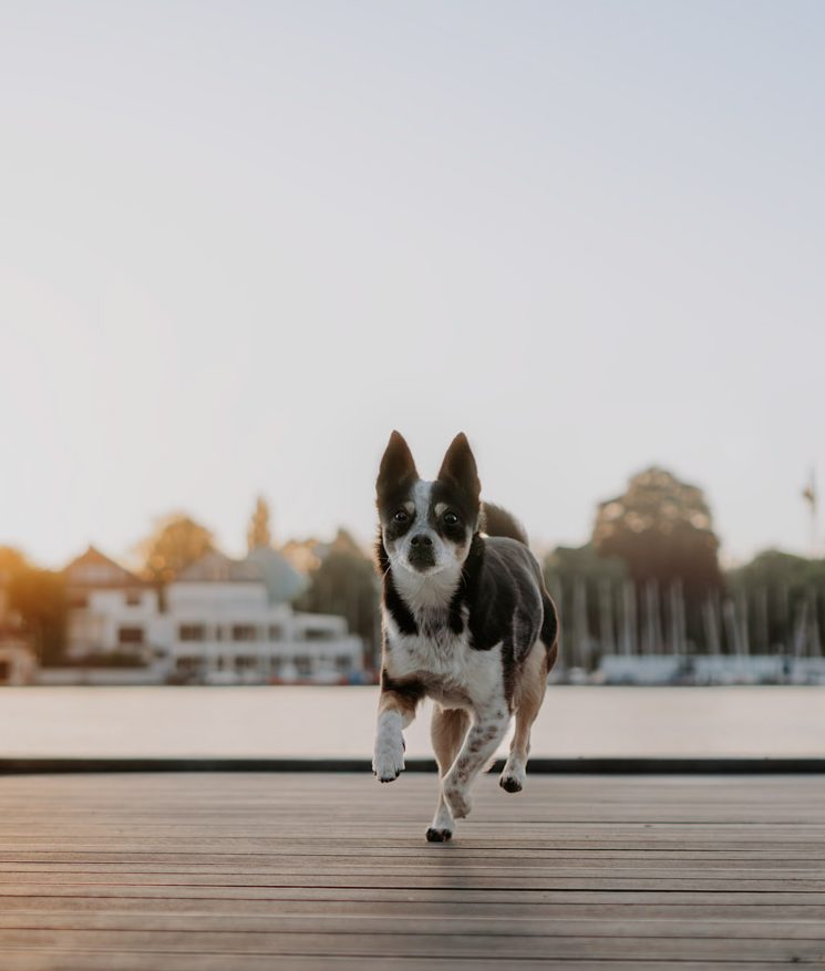 Ein Hund läuft fröhlich über einen Steg am Wasser mit Bäumen im Hintergrund.