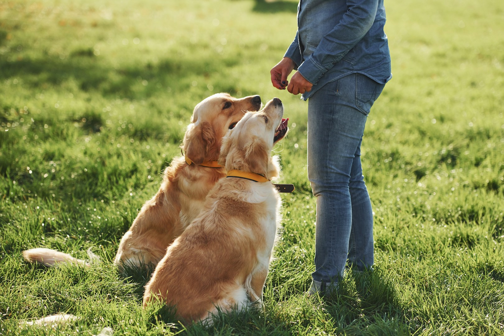 Zwei Golden Retrievers sitzen auf dem Gras und blicken zu einer Person mit einem Snack.