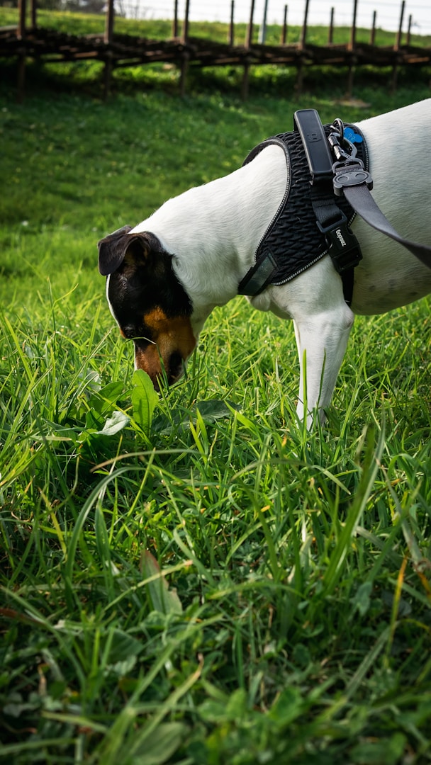 Ein Hund schnüffelt im Gras, trägt ein Geschirr und hat ein aufmerksamens Gesicht.
