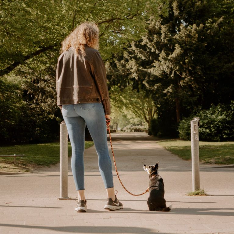 Schneller Hund mit einem Spielzeug im Mund, läuft auf einem Weg in der Natur.