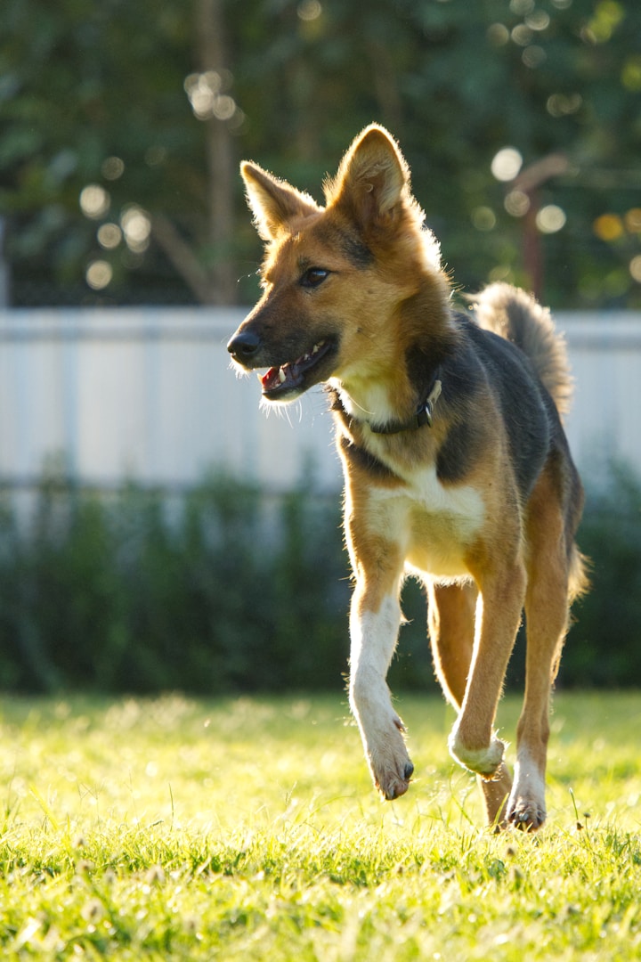 Ein fröhlicher Hund läuft auf einer Wiese.