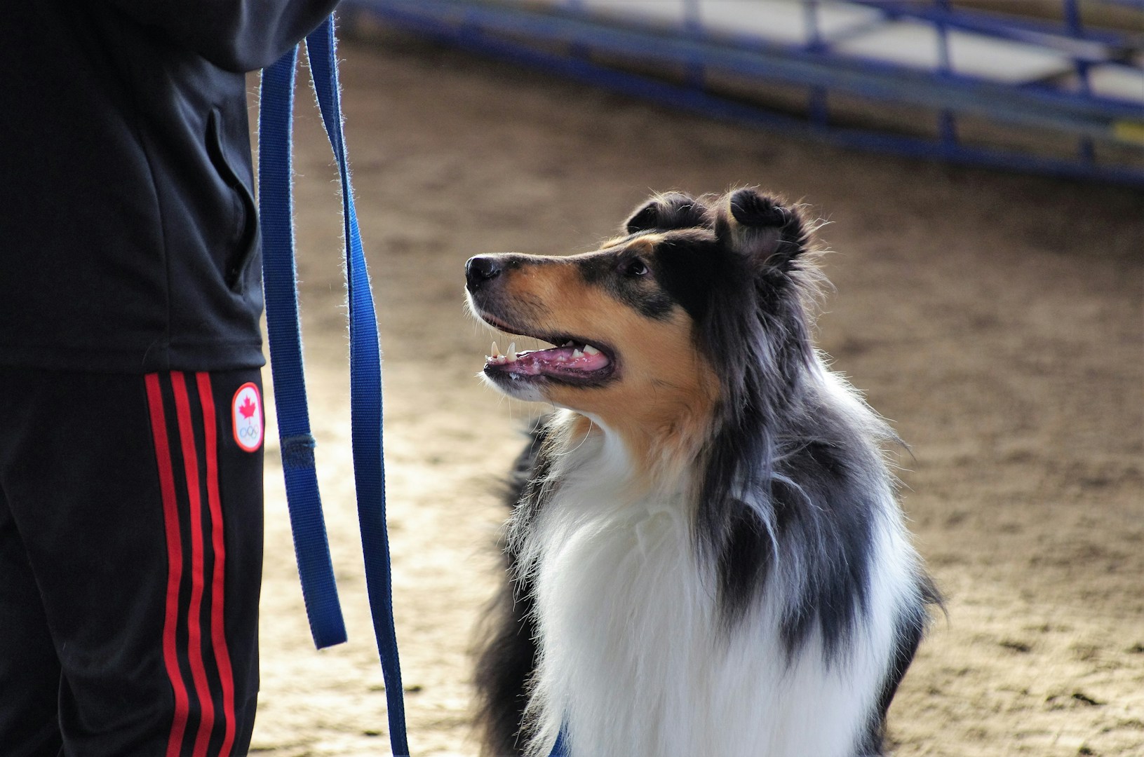Ein weißer und brauner Collie schaut aufmerksam zu einem Menschen mit Leine.