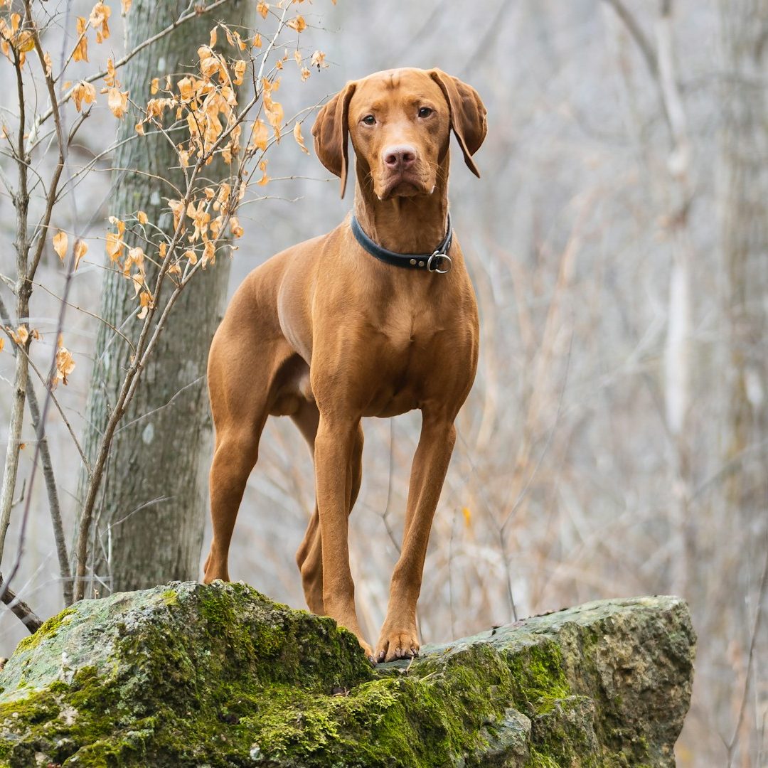 Frau steht im Hintergrund, zwei Hunde sitzen im Vordergrund auf grünem Gras.