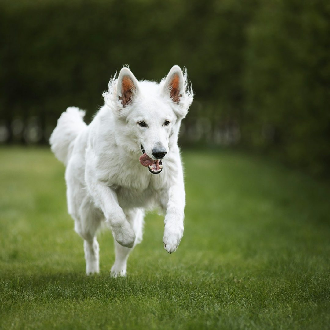 Zwei sitzende Hunde Frau steht im Hintergrund, zwei Hunde sitzen im Vordergrund auf grünem Gras.