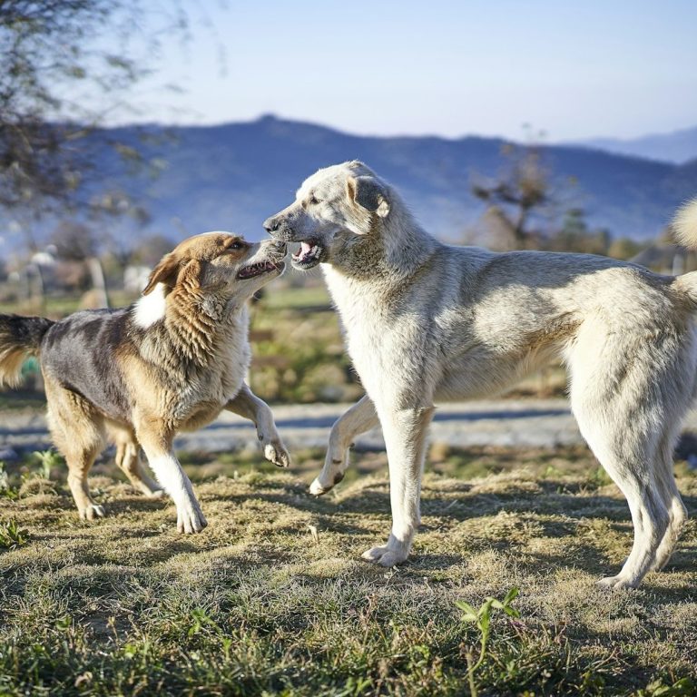 Hunde im Rückruf Eine Frau steht auf einer Wiese, zwei Hunde laufen auf sie zu.