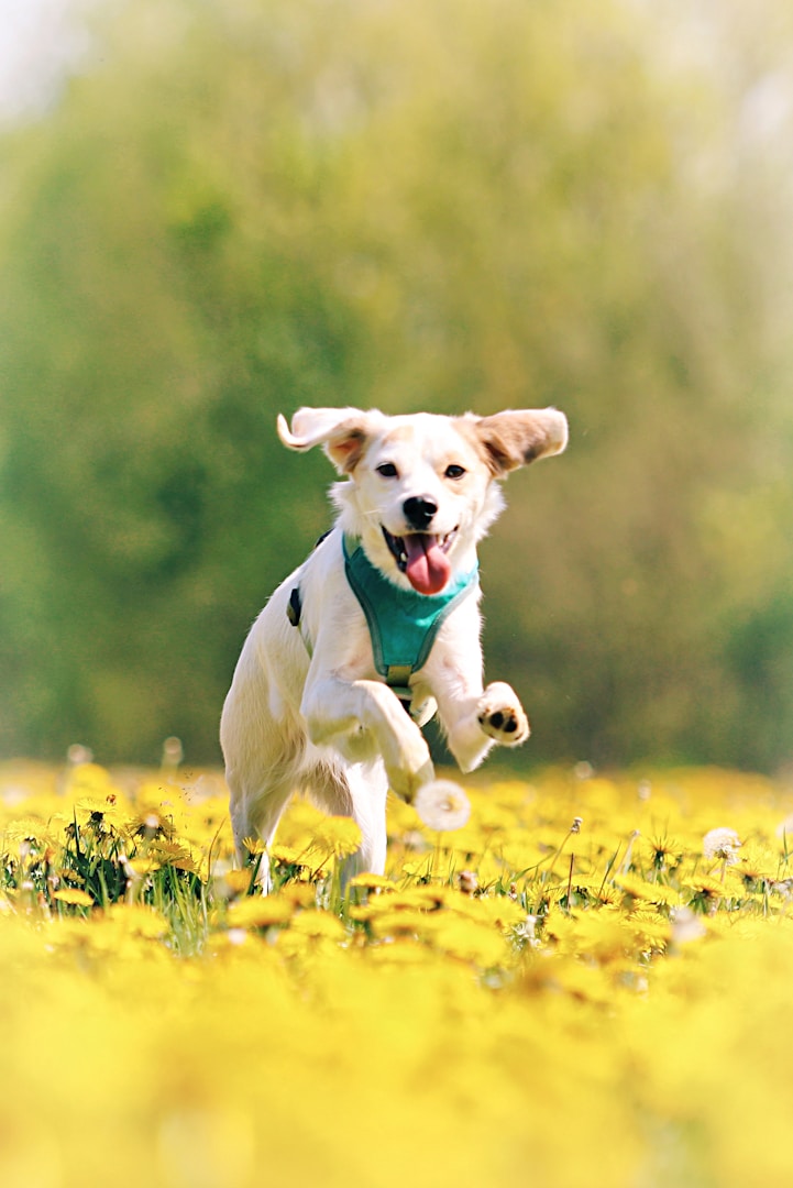 Ein fröhlicher Hund läuft durch ein Feld voller gelber Blumen.