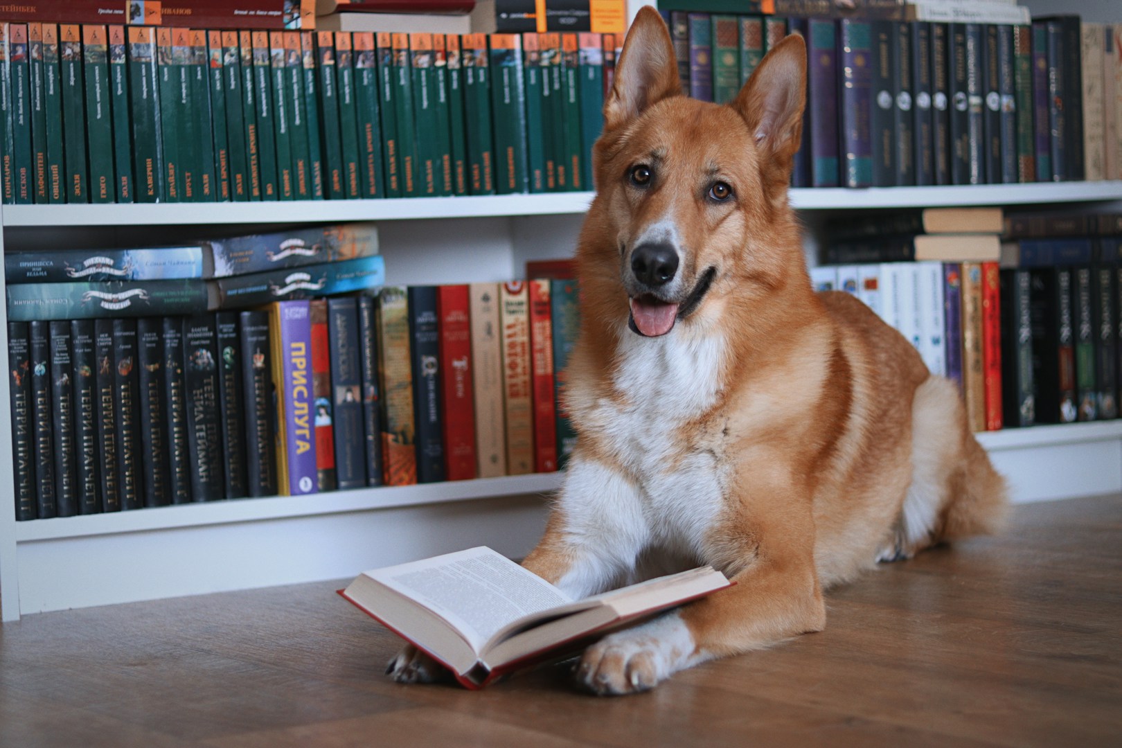 Ein Corgi sitzt vor einem Bücherregal und liegt auf einem offenen Buch.