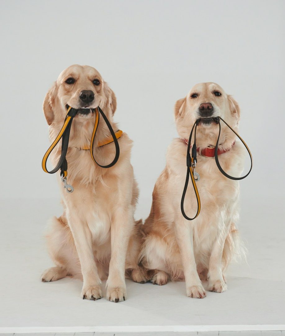 Hundeschule Erziehungsgruppen Zwei Golden Retriever mit Hundeleinen im Maul sitzen nebeneinander.
