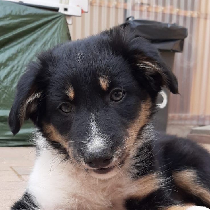 Zwei sitzende Hunde Frau steht im Hintergrund, zwei Hunde sitzen im Vordergrund auf grünem Gras.