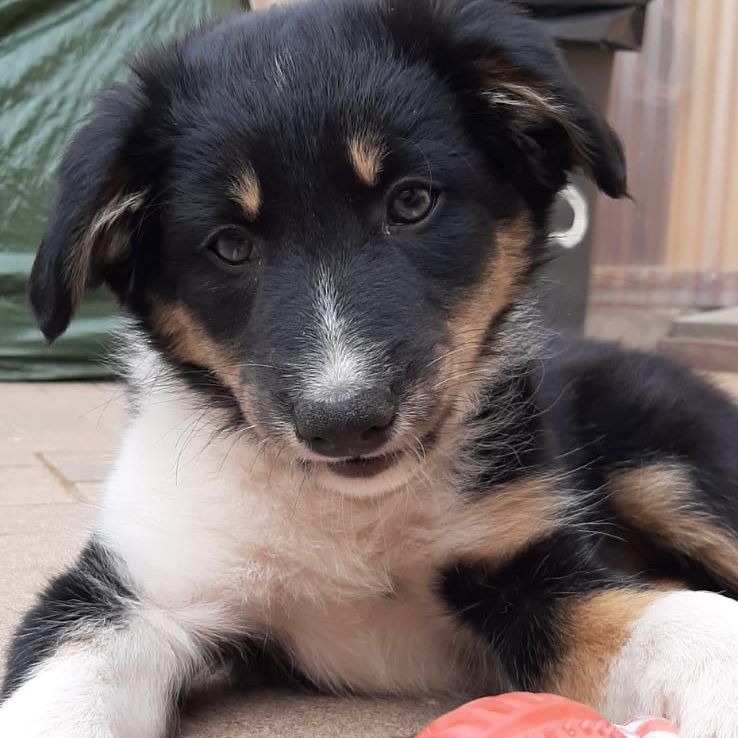 Schwarz-brauner Border Collie Welpe mit neugierigem Blick, der auf einem Holzboden sitzt.