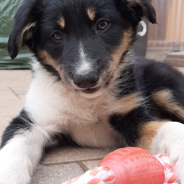 Schwarzer und brauner Border Collie Welpe mit weißen Flecken, der auf einem Boden sitzt.