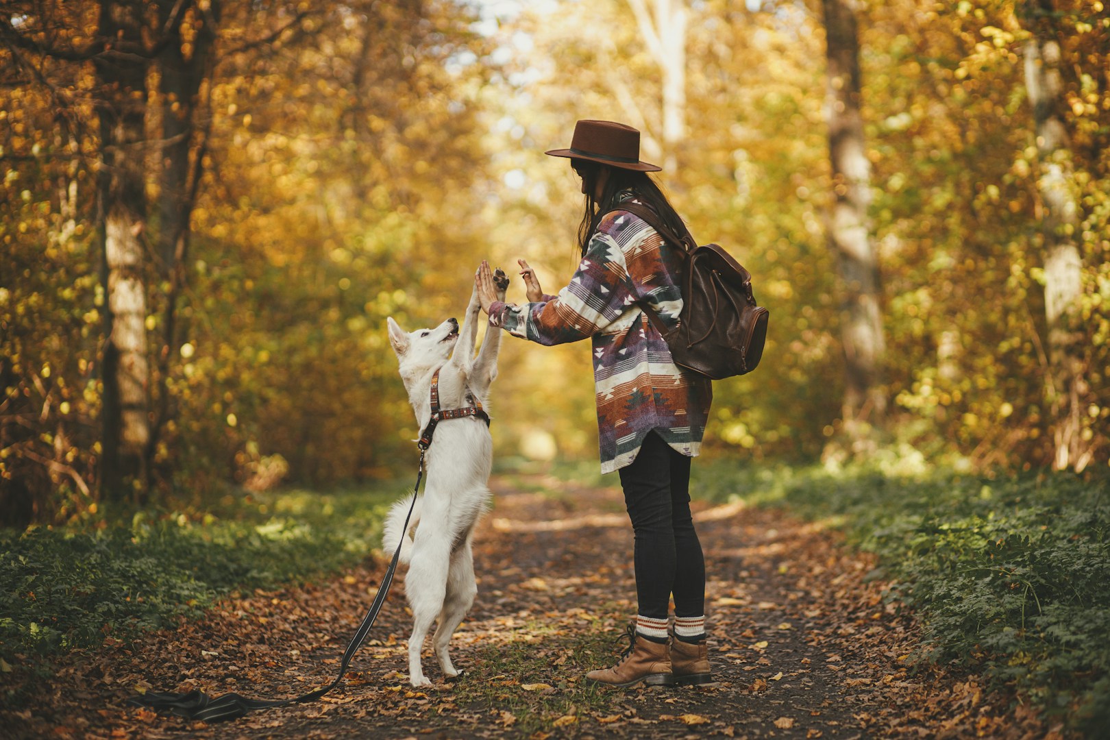 Eine Person mit einem Rucksack spielt mit einem Hund auf einem herbstlichen Weg.