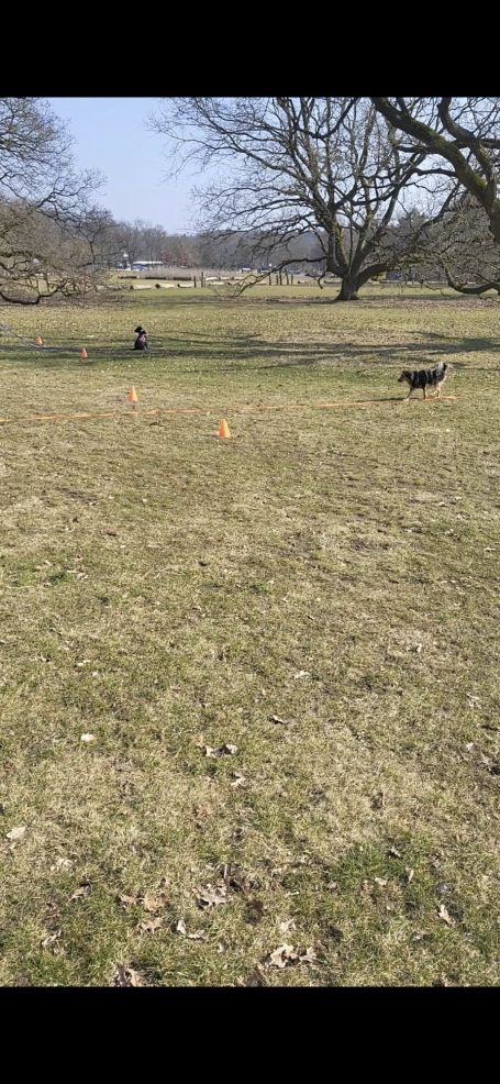 Ein Hund läuft über eine grüne Wiese in einer ländlichen Umgebung.