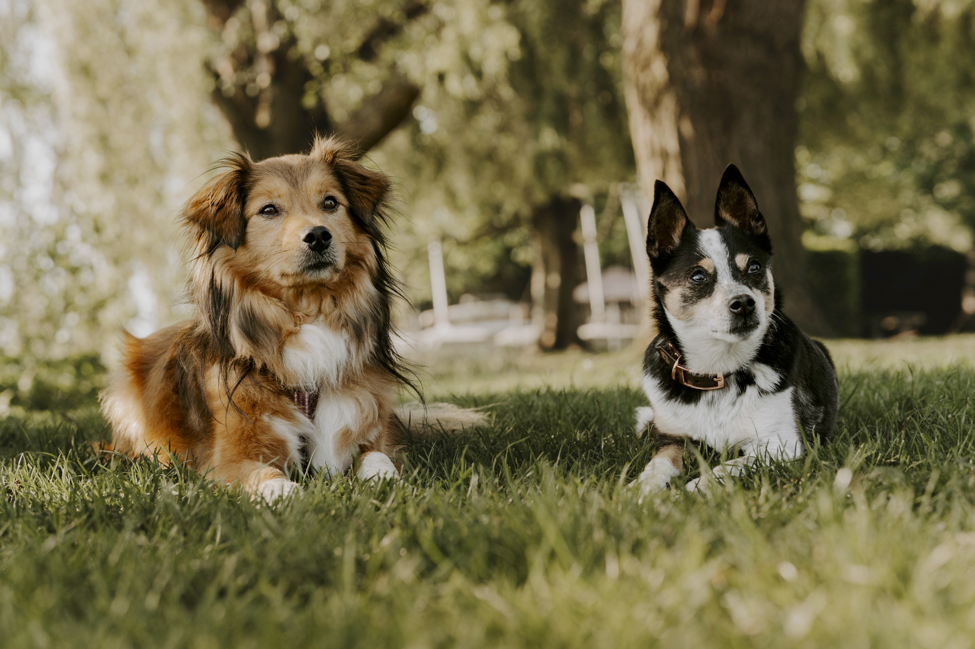 Zwei Hunde liegen entspannt im Gras unter einem Baum.