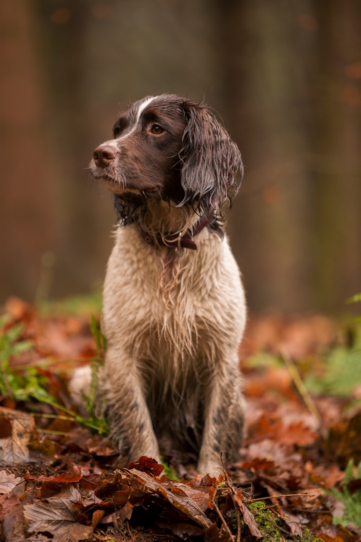 Brauner Hund sitzt auf Laub im Wald und schaut aufmerksam zur Seite.