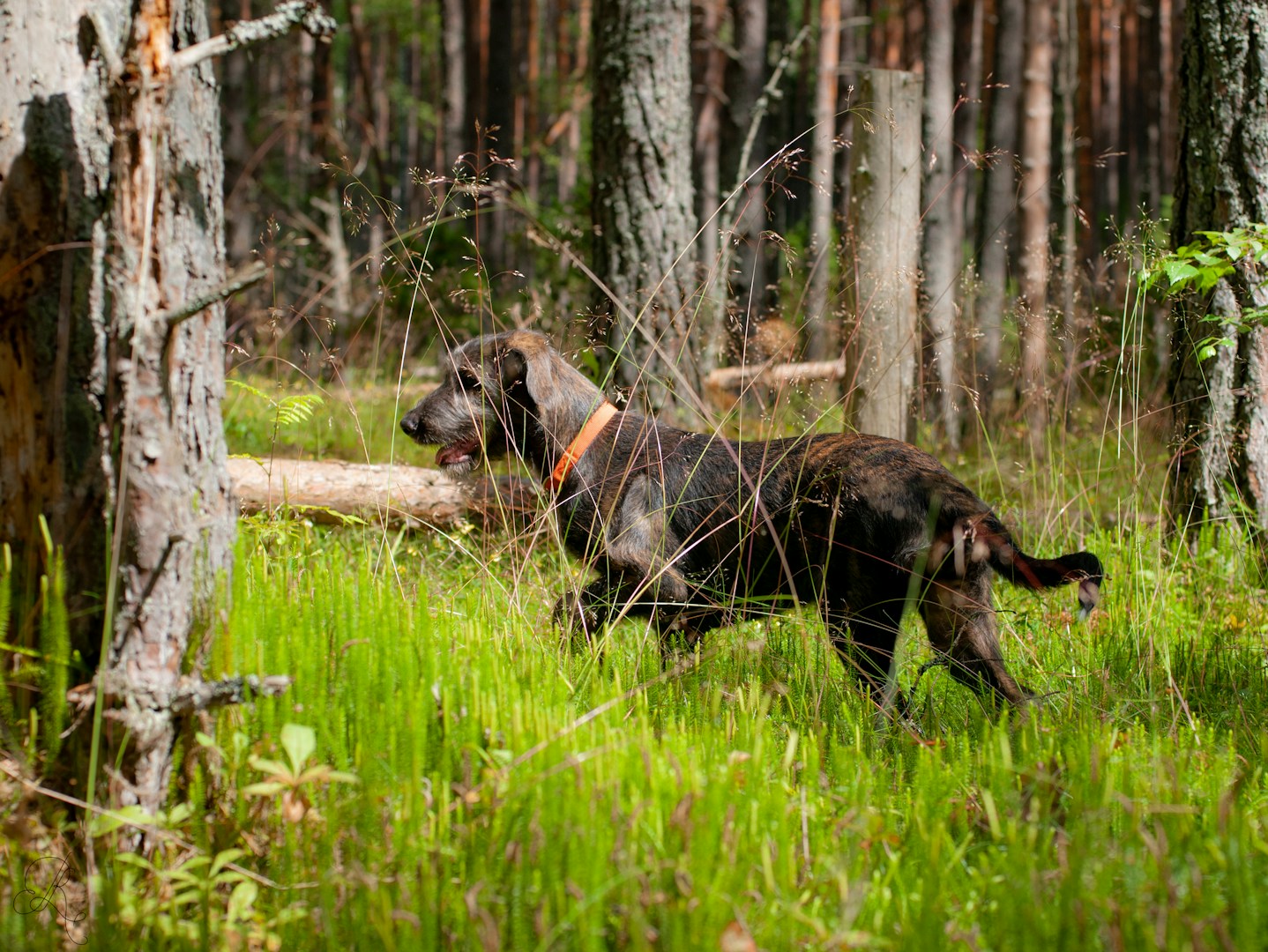 Braungestreifter Hund mit orangefarbener Halsband erkundet einen Wald.
