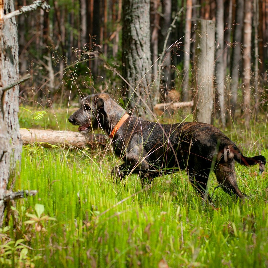 Zwei sitzende Hunde Frau steht im Hintergrund, zwei Hunde sitzen im Vordergrund auf grünem Gras.