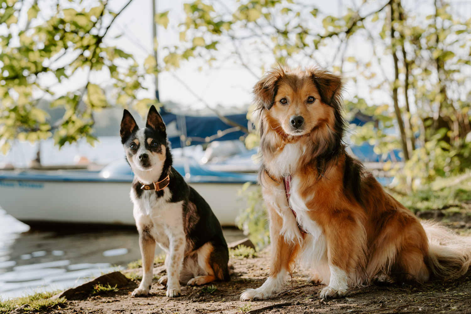 Zwei Hunde sitzen am Ufer eines Sees, umgeben von Bäumen und einem Boot im Hintergrund.