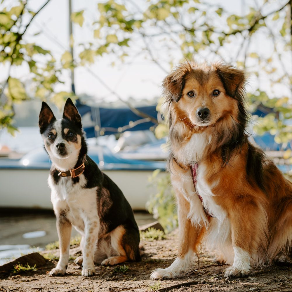 Zwei Hunde sitzen im Freien, umgeben von Bäumen und einem Bootshafen im Hintergrund.